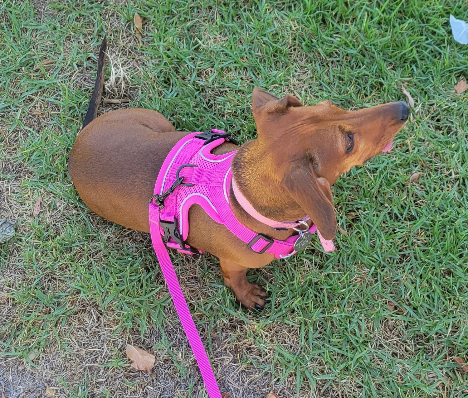 SaucyDog Logo