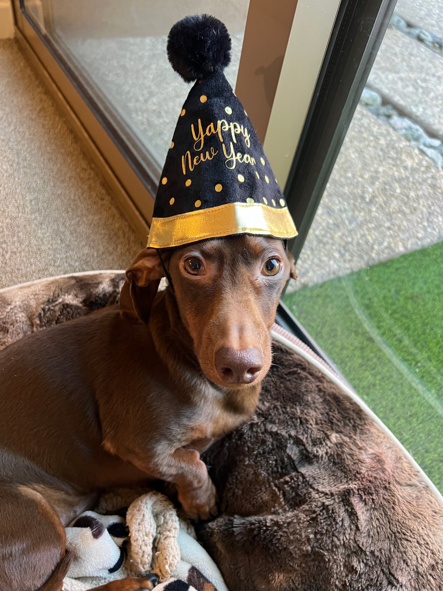 Yappy New Year Party Hat