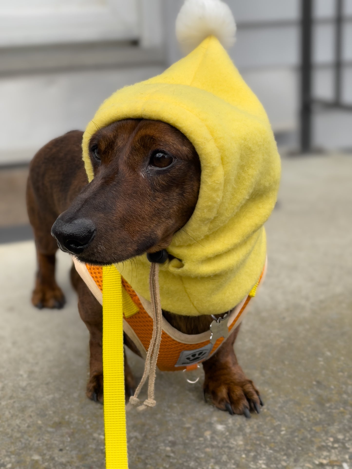 Yellow Pup Topper