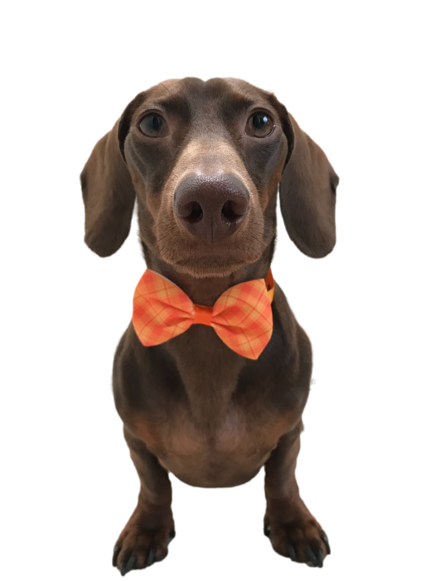 Thanksgiving Fall Colors Bow Tie