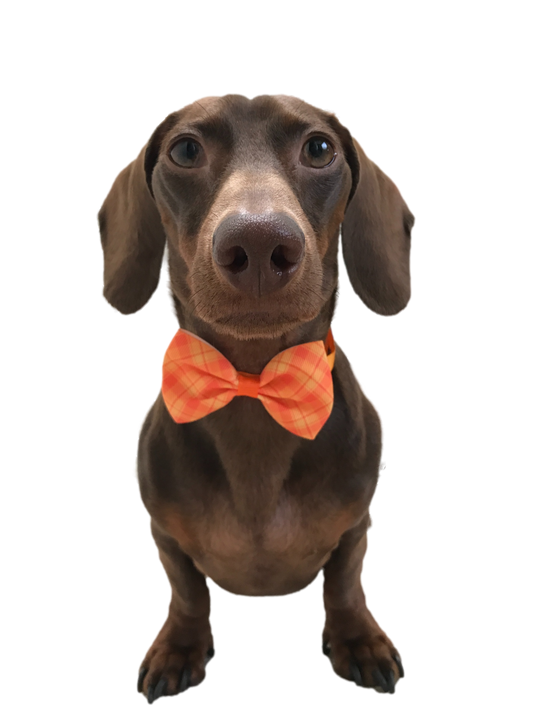 Thanksgiving Fall Colors Bow Tie