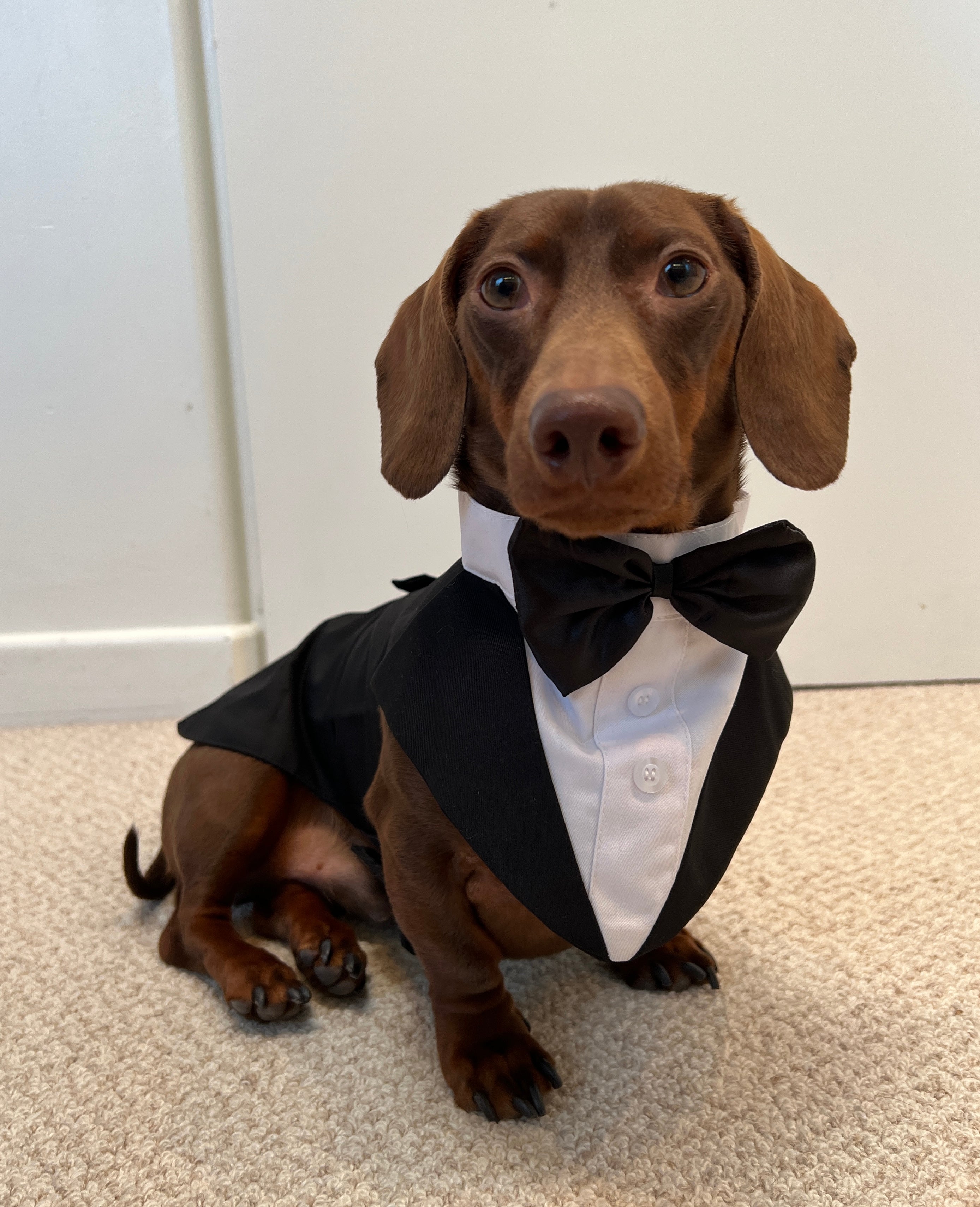 Dog Tuxedo – WeenieWarmers