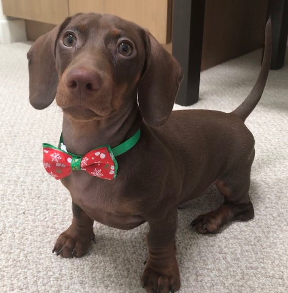 Holiday Attire