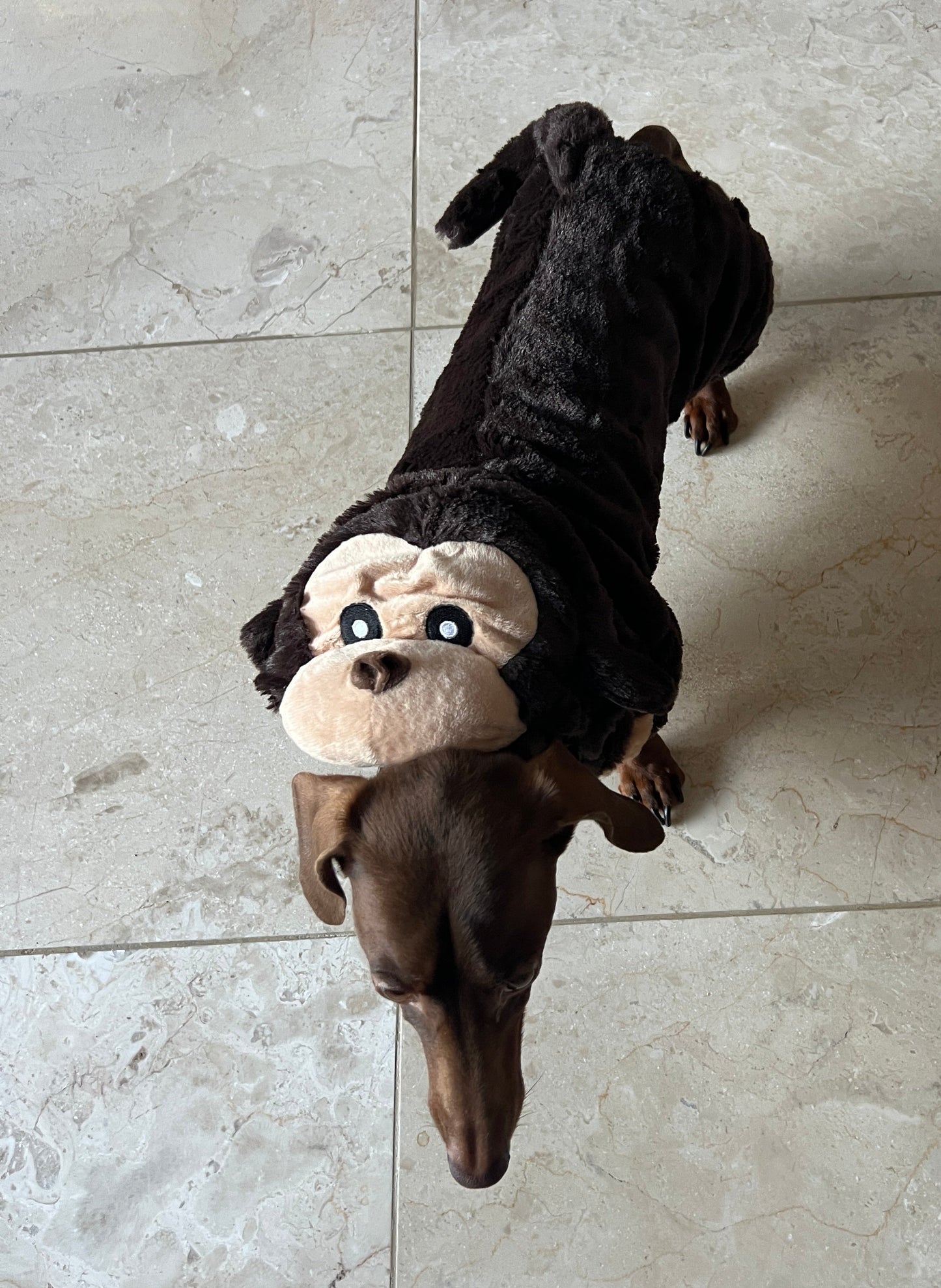 Plush Monkey Costume (Fits dogs 10-13 lbs)