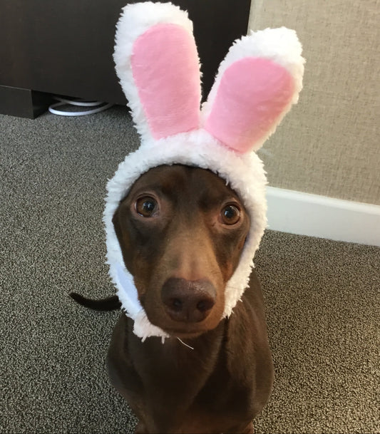 Bunny Hat