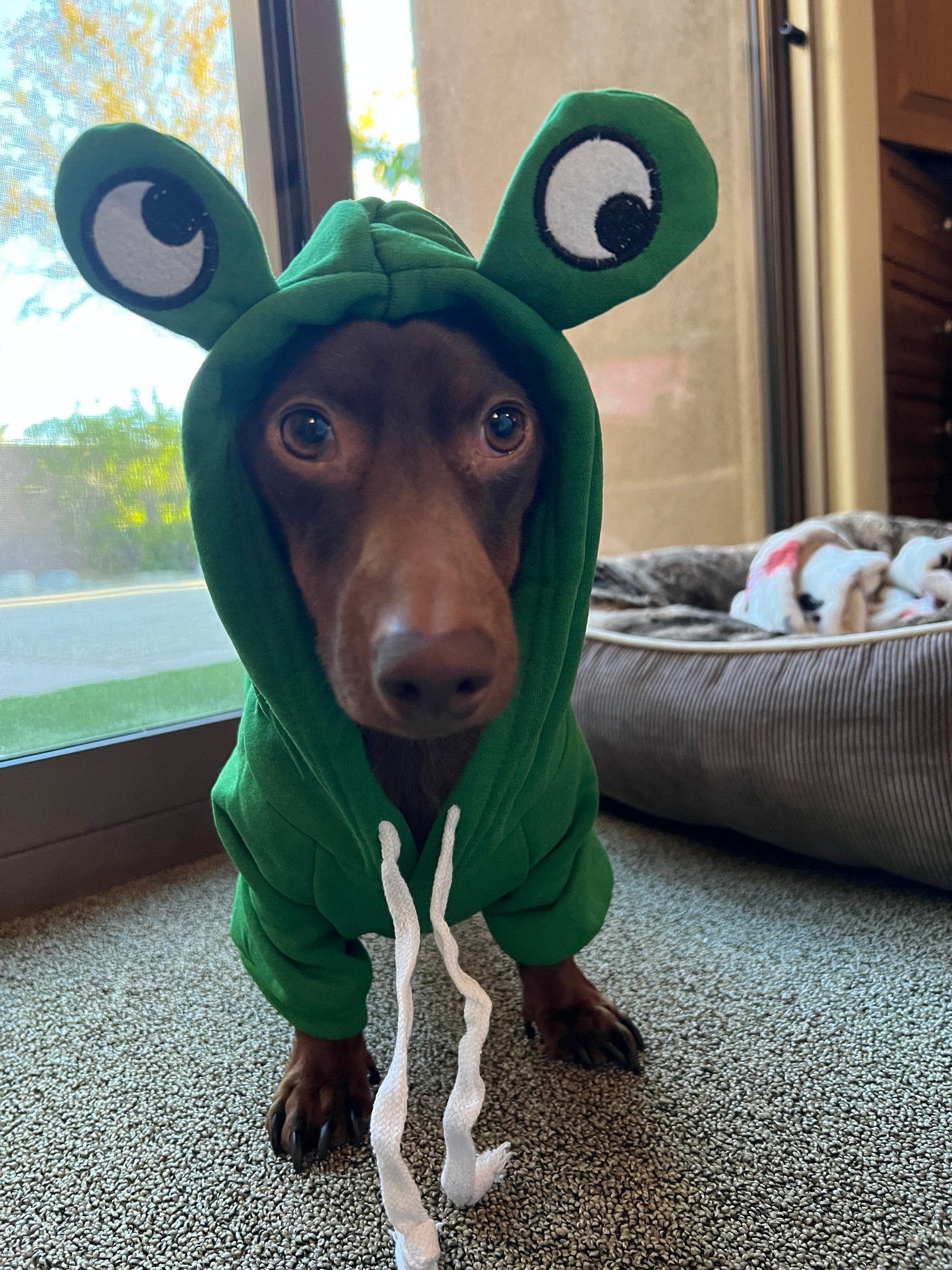 Dog deals frog costume
