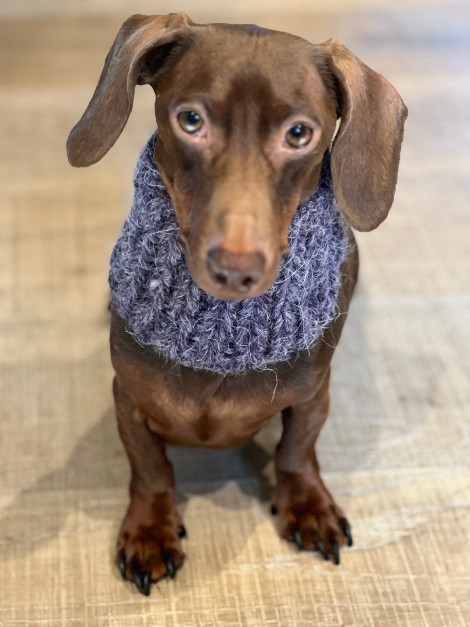 Dog infinity scarf hotsell