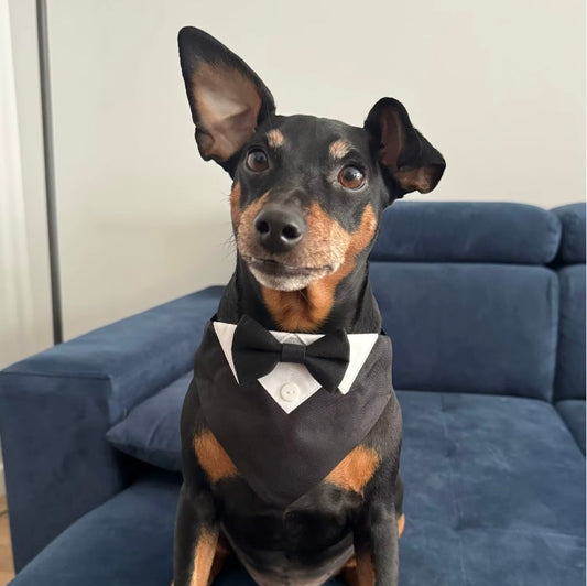 Summer Tux Collar