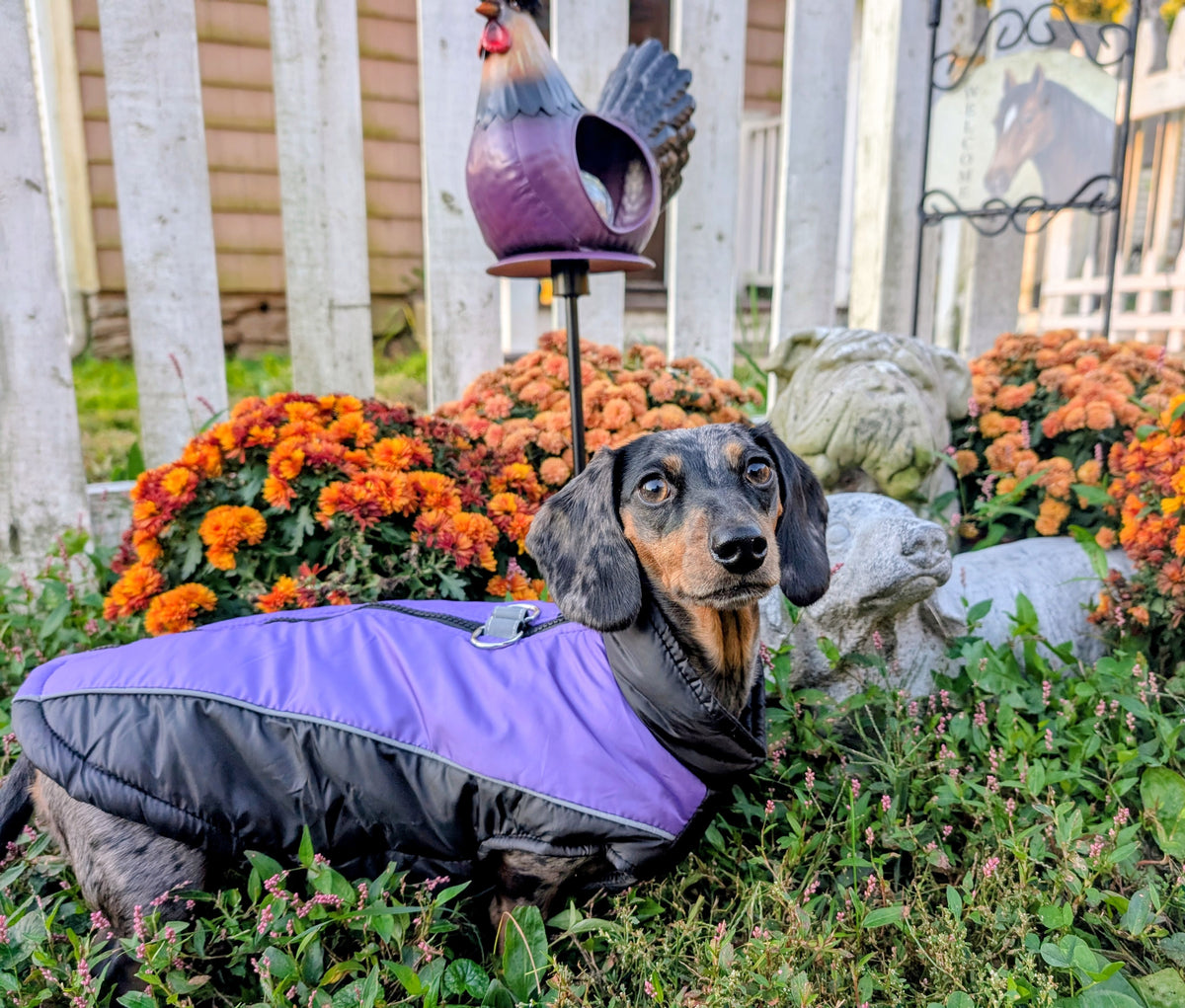 Warm Ween Windbreaker
