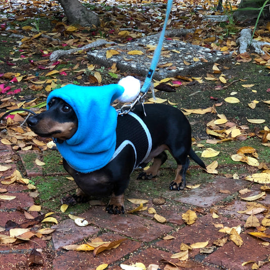 Aqua Blue Pup Topper