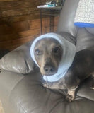 Heather Gray Dogkoozie