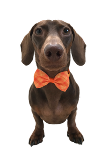 Fall Colors Bow Tie