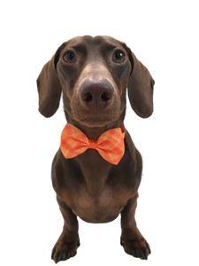 Halloween Bow Tie