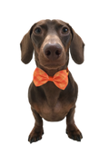 Halloween Bow Tie