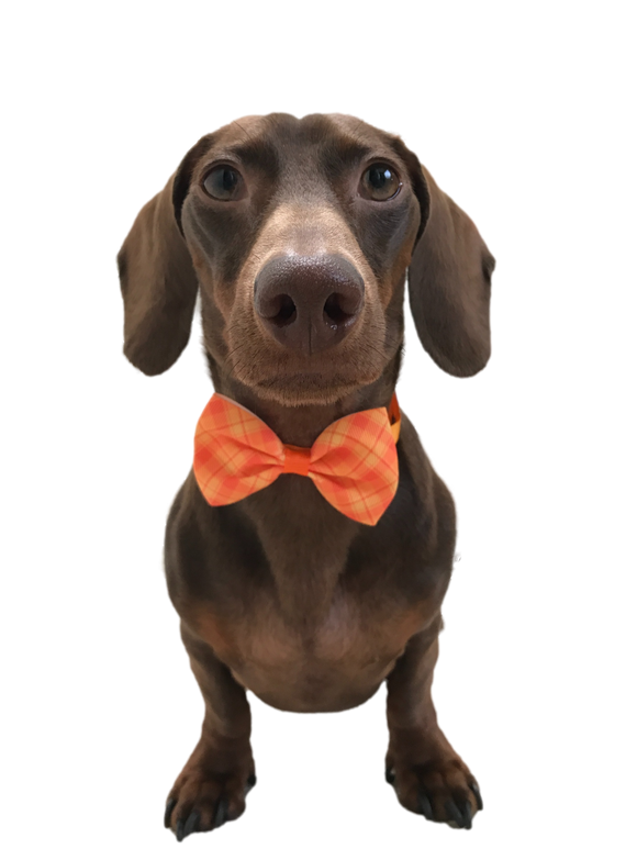 Fall Colors Bow Tie