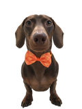 Fall Colors Bow Tie
