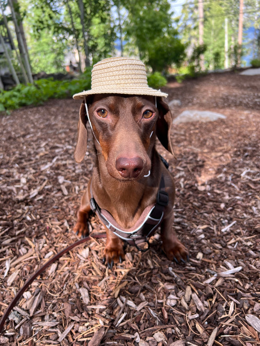 Summer Straw Hat - Available in 5 Colors