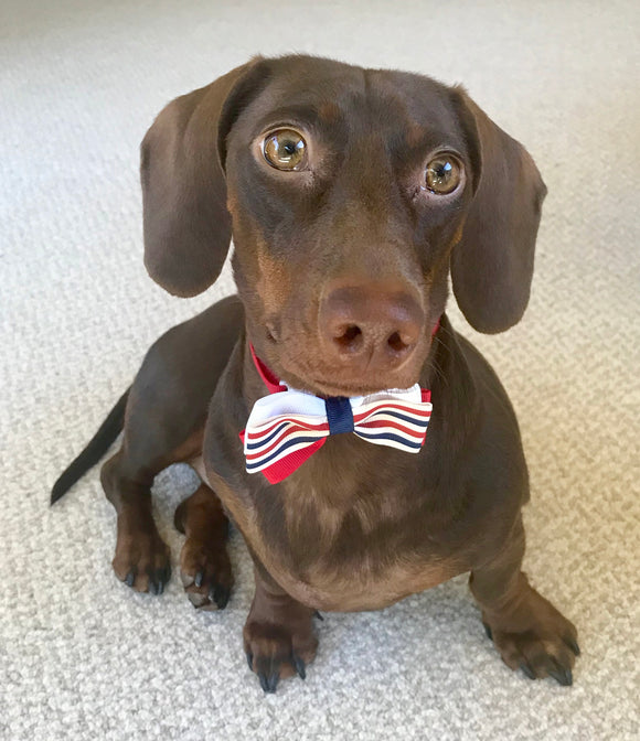 Patriotic Bow Tie Collar Attachment